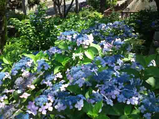 ajisai flowers viewing from the west end