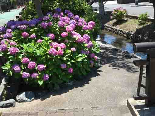 ajisai flowers beside a bridge