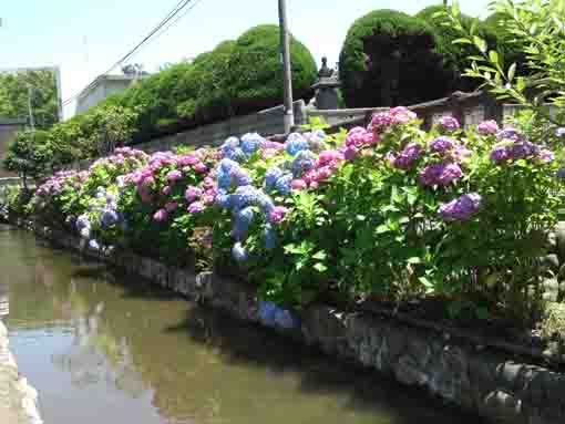 colorful hydrangeas in Furukawa