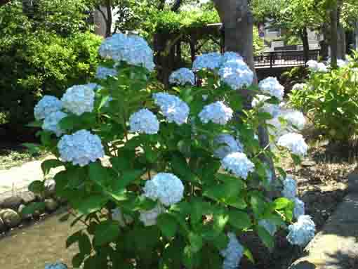 古川親水公園に咲く白いアジサイ