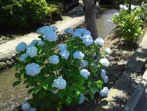 ajisai blossoms in Furukawa Water Park