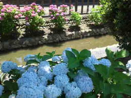 azalea blossoms by Furukawa Water Park