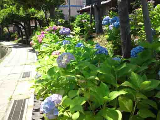 ajisai flowers near the highway