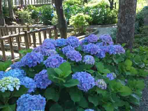 blue ajisa flowers in the west end of the park