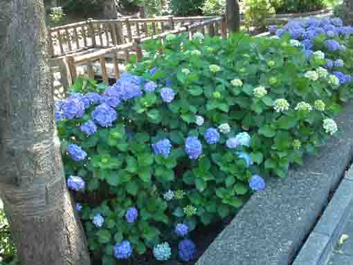 ajisai flowers in the west of Furukawa Park