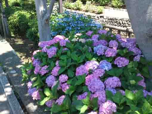 ajisai flowers along the road of Furukawa