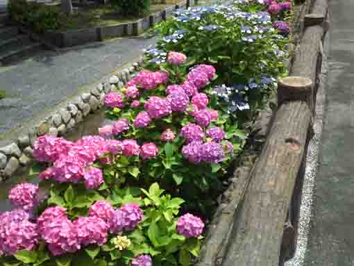 ajisai flowers along the road in the east