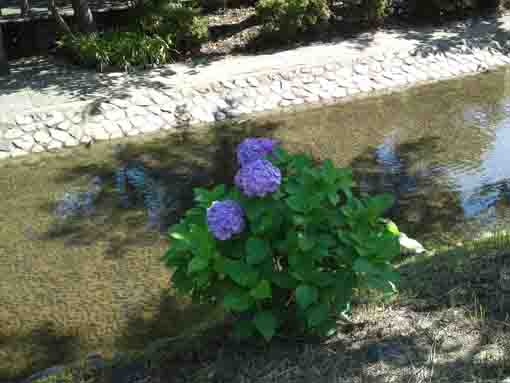 古川親水公園川面と紫陽花