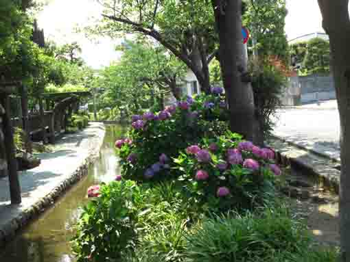 古川親水公園東詰近く藤棚と紫陽花