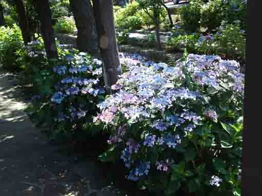 ajisai flowers under a westeria tree