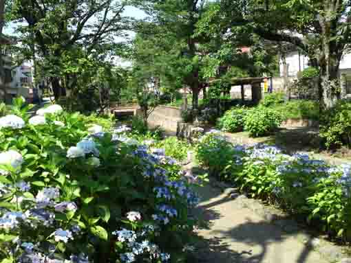 ajisai flowers in Furukawa Water Park