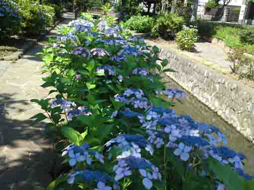 ajisai flowers in the west end of Furukawa