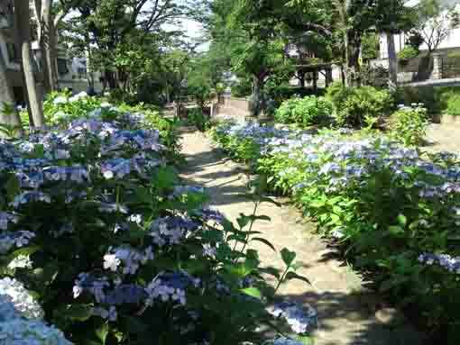 ajisai flowers blooming along a path