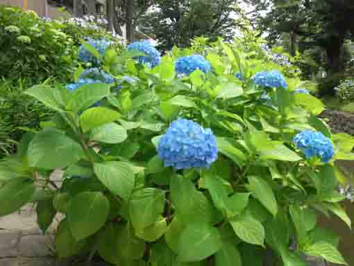 青いアジサイの花々