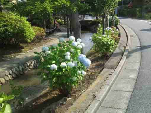 古川沿いに咲く白いアジサイ