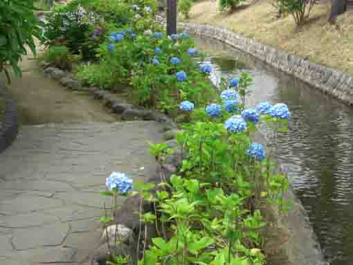 小径と小川の間に咲く青い紫陽花