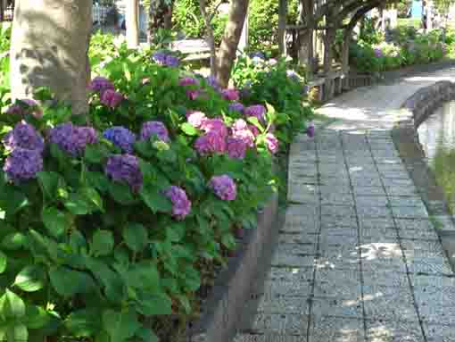 古川親水公園の石畳と紫陽花