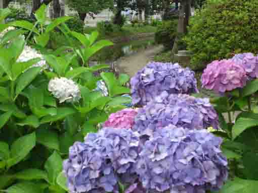 ajisai blossoms in Furukawa Water Park
