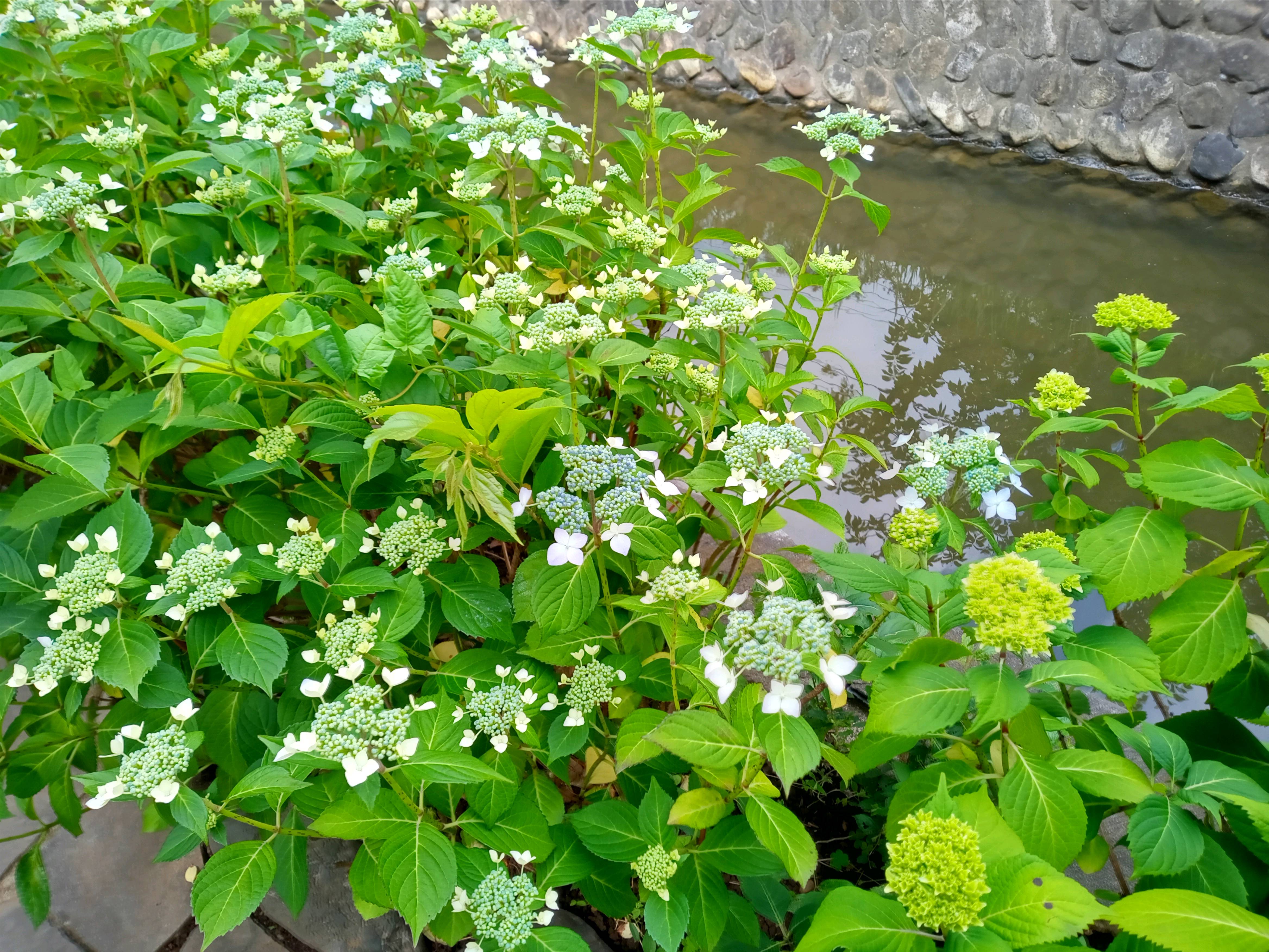 令和５年古川親水公園で開花した紫陽花２