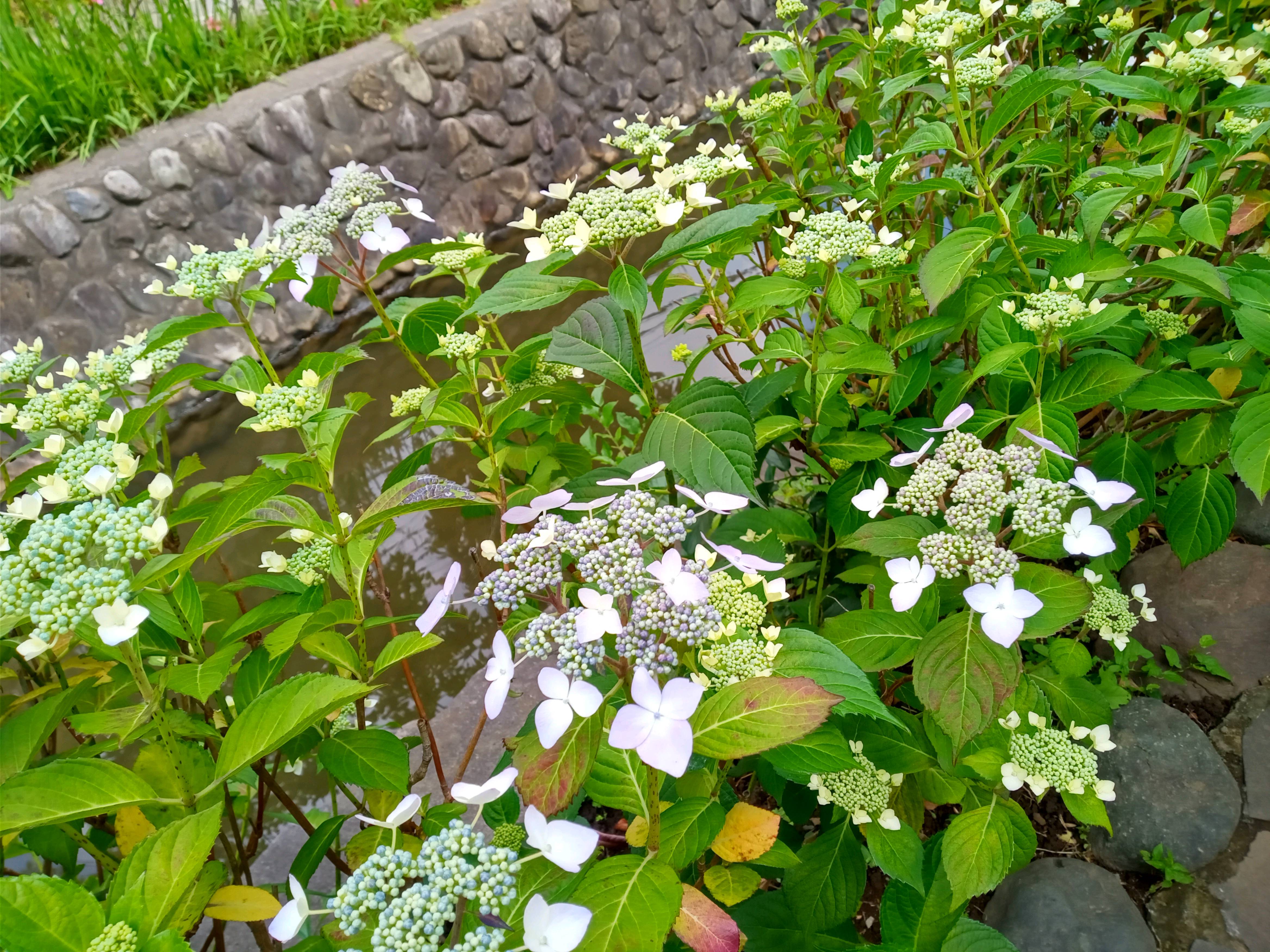 令和５年古川親水公園で開花した紫陽花３