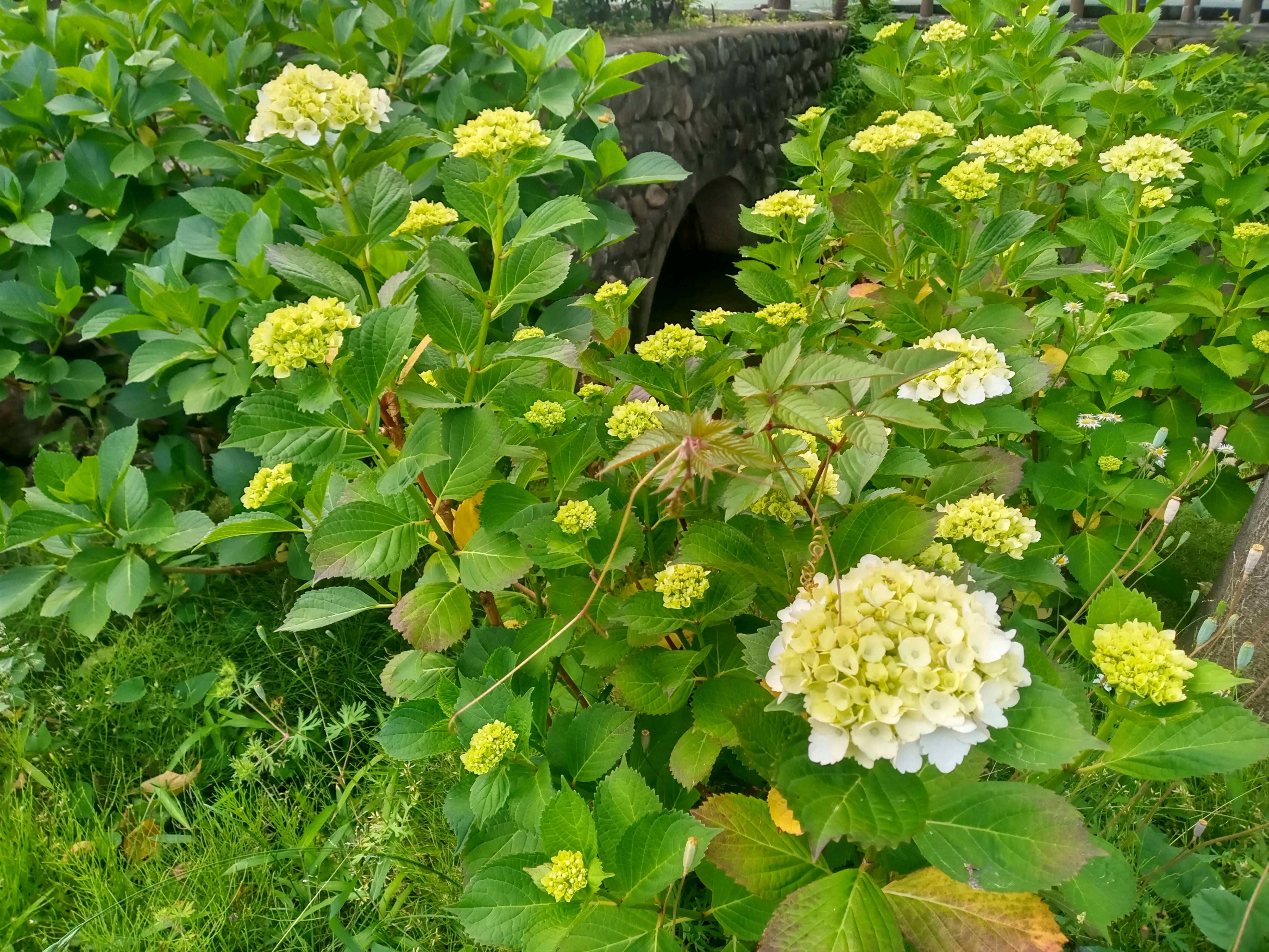 令和５年古川親水公園で開花した紫陽花４