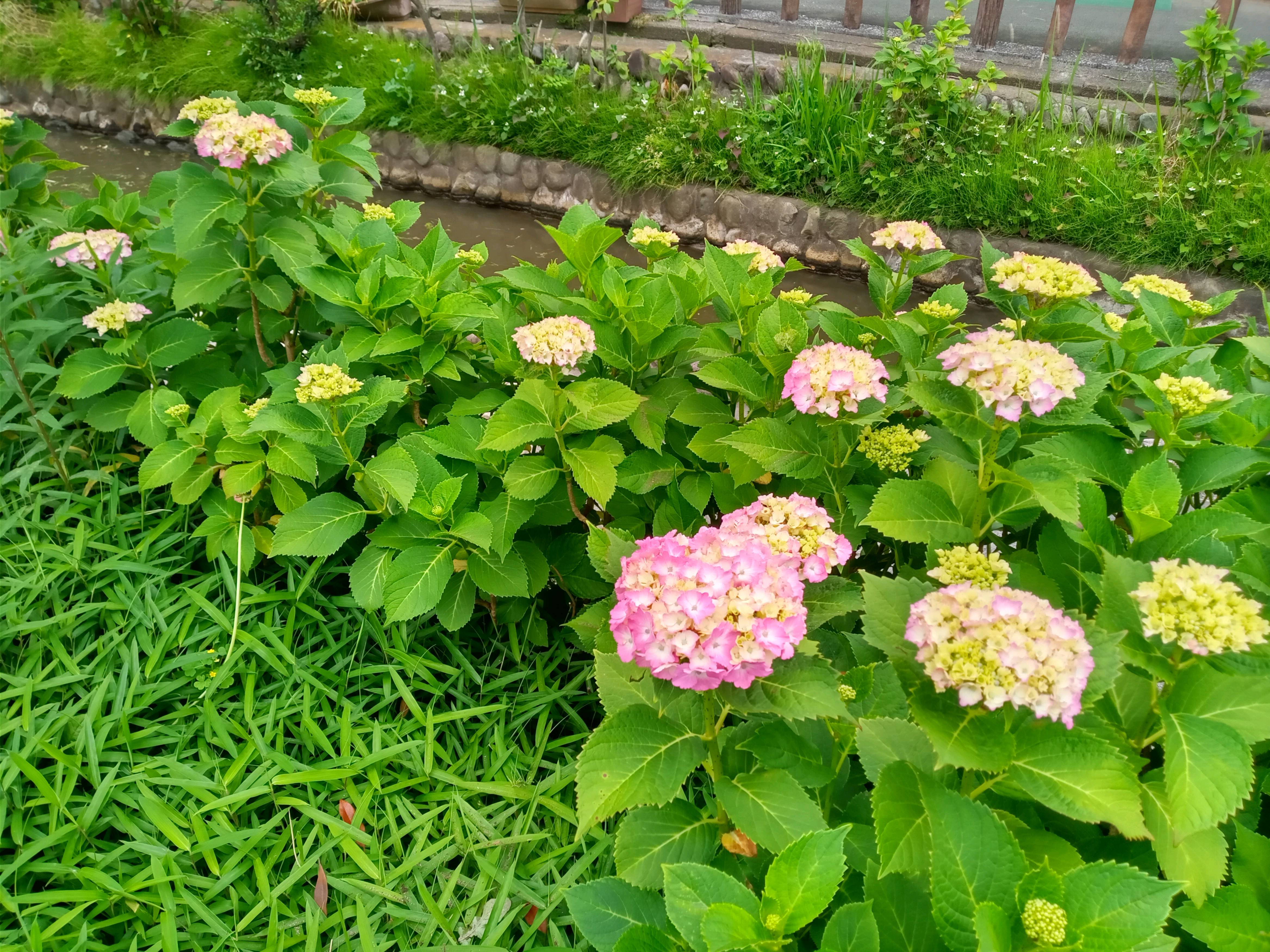 令和５年古川親水公園の色づき始めた紫陽花２