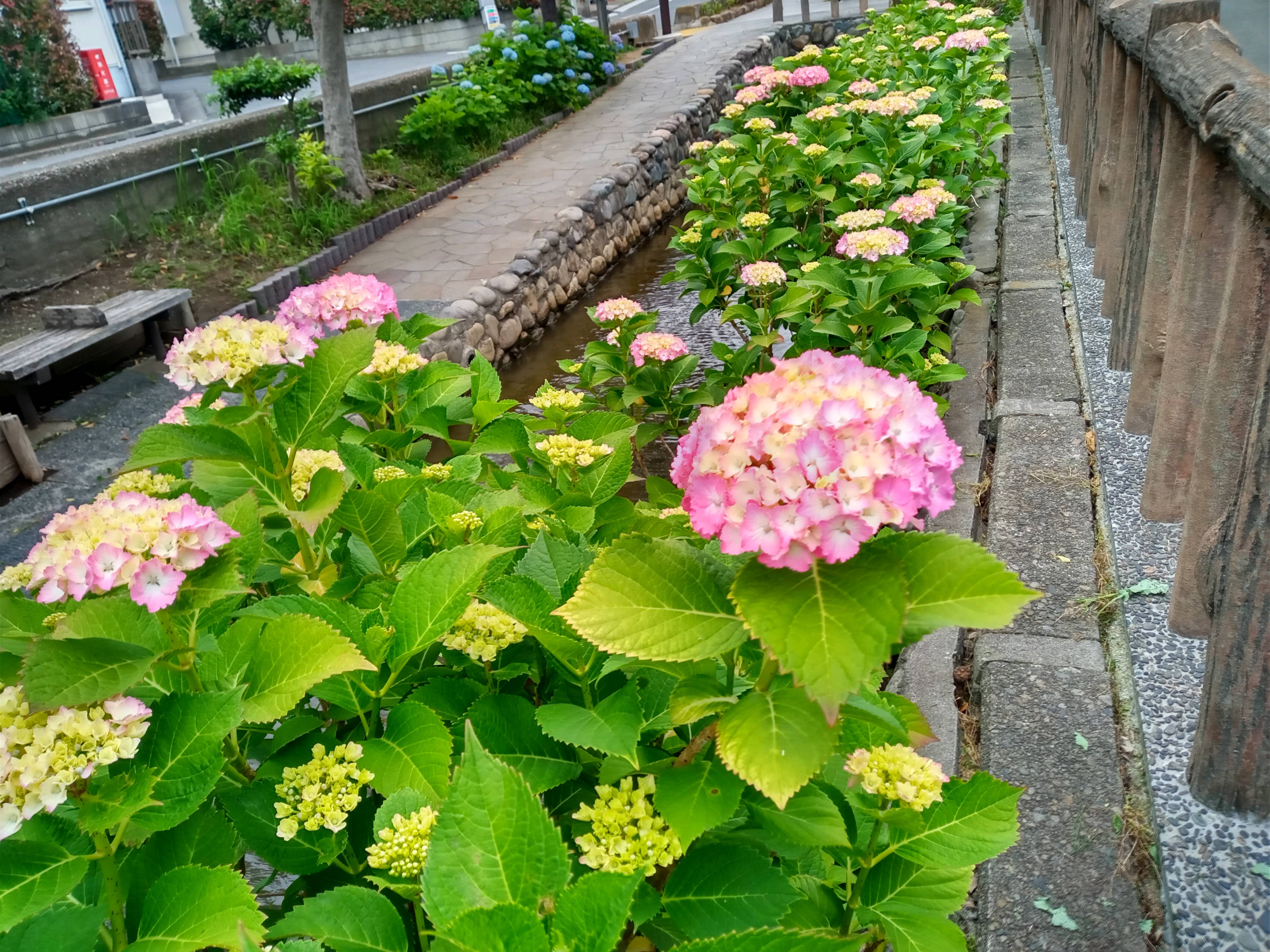 令和５年古川親水公園の色づき始めた紫陽花３