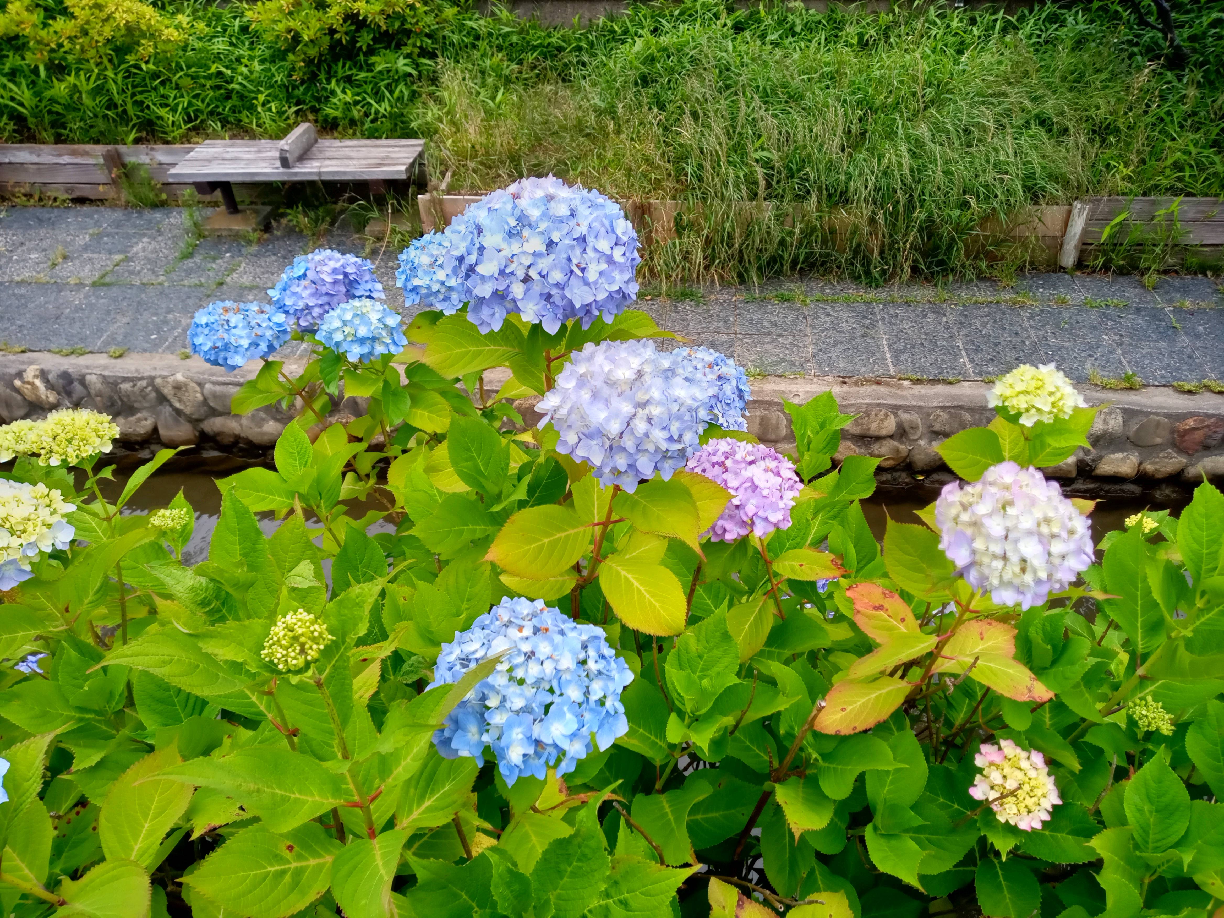 令和５年古川親水公園の色づき始めた紫陽花４