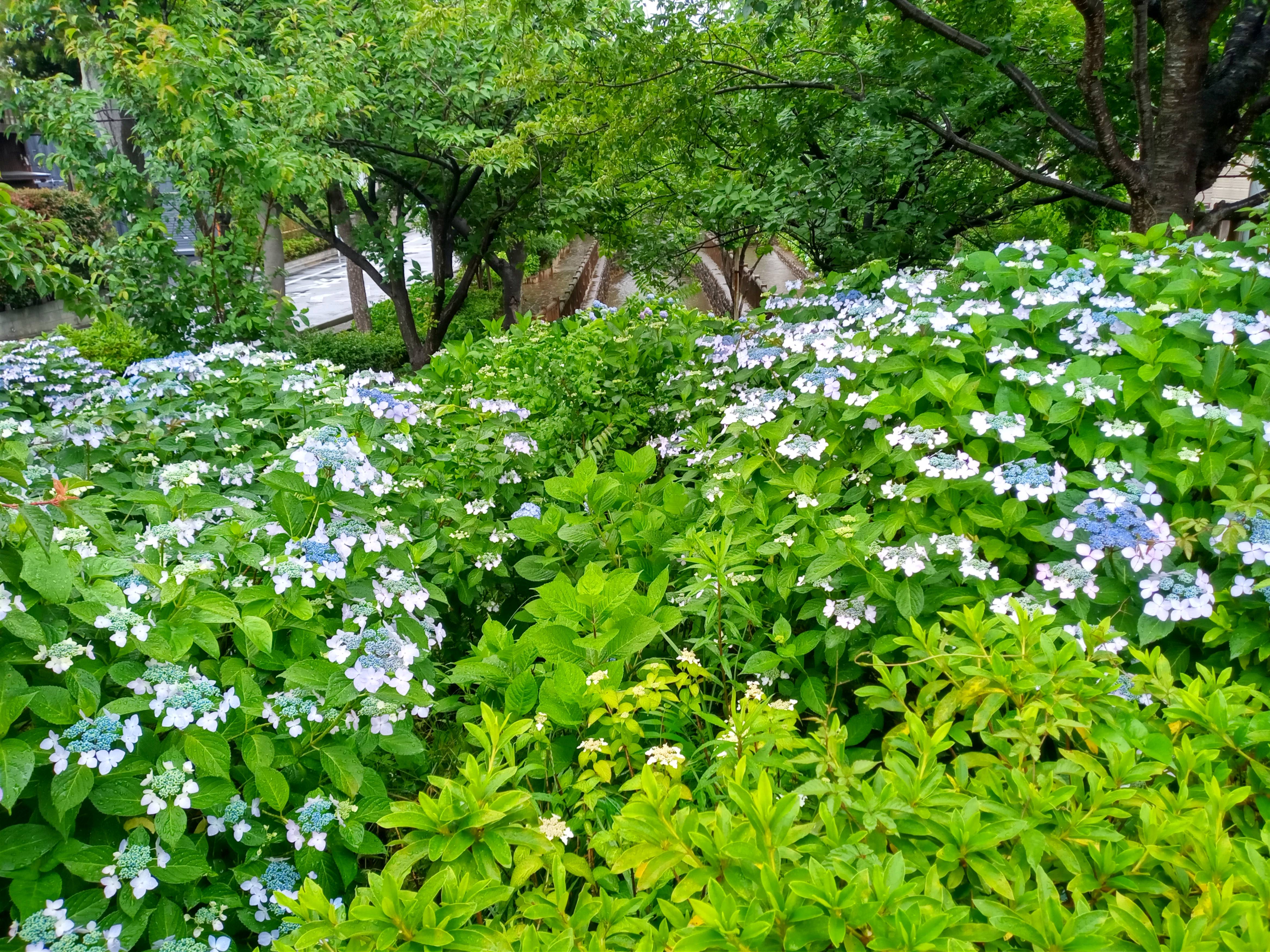 令和５年古川親水公園雨に濡れた紫陽花の花１