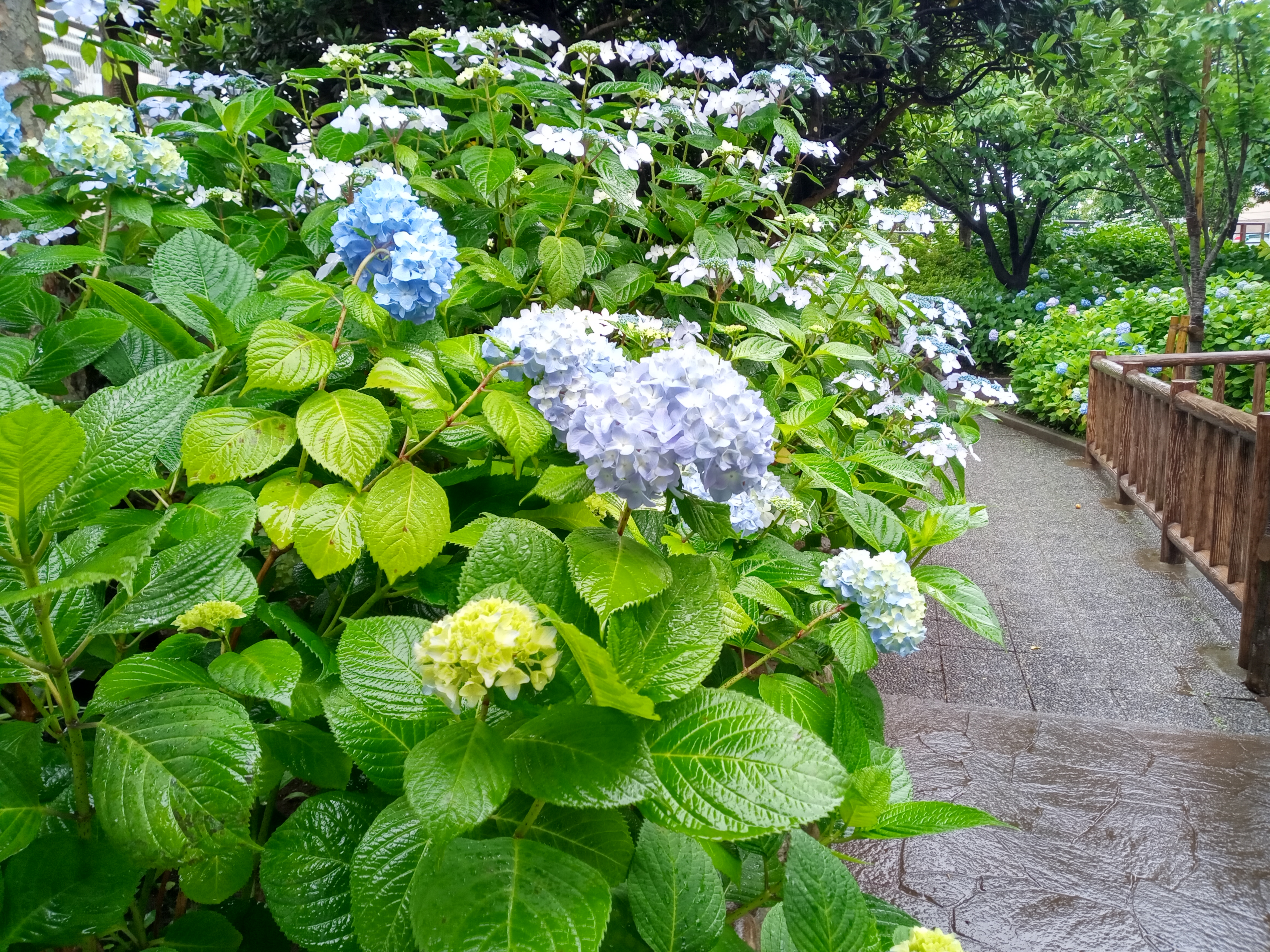 令和５年古川親水公園雨に濡れた紫陽花の花３