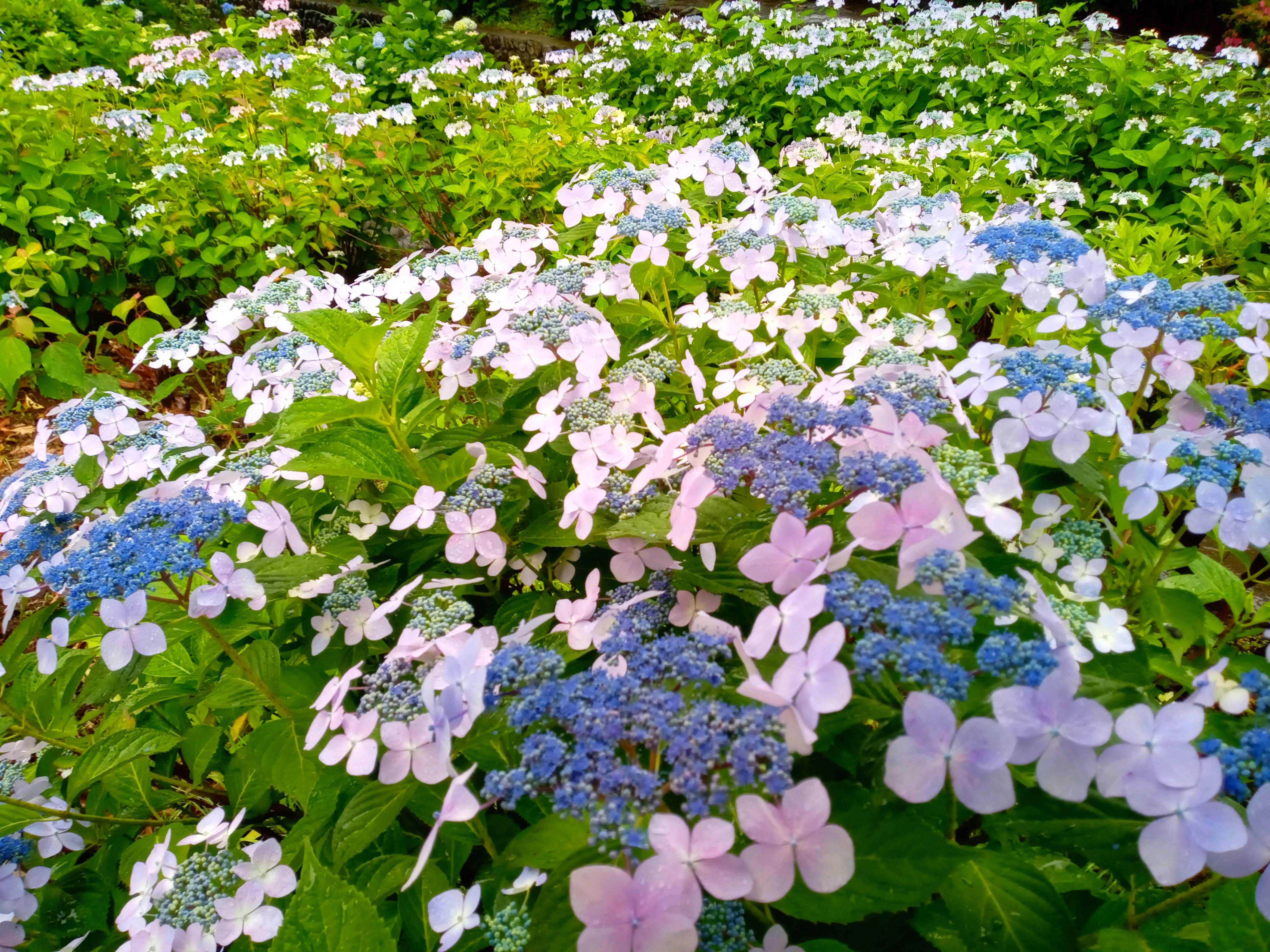 令和５年古川親水公園雨に濡れた紫陽花の花４