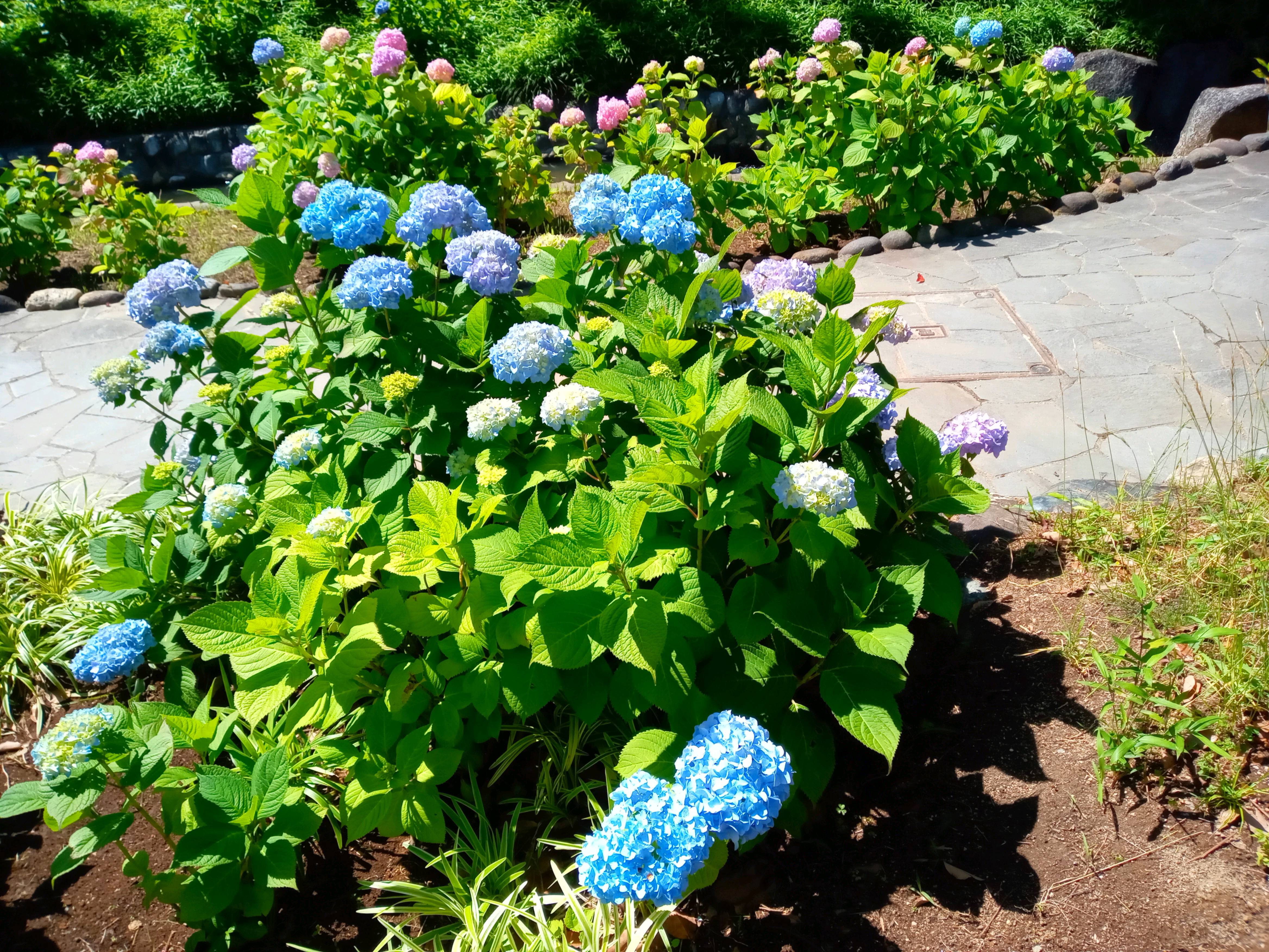 令和５年古川親水公園に咲く紫陽花の花１