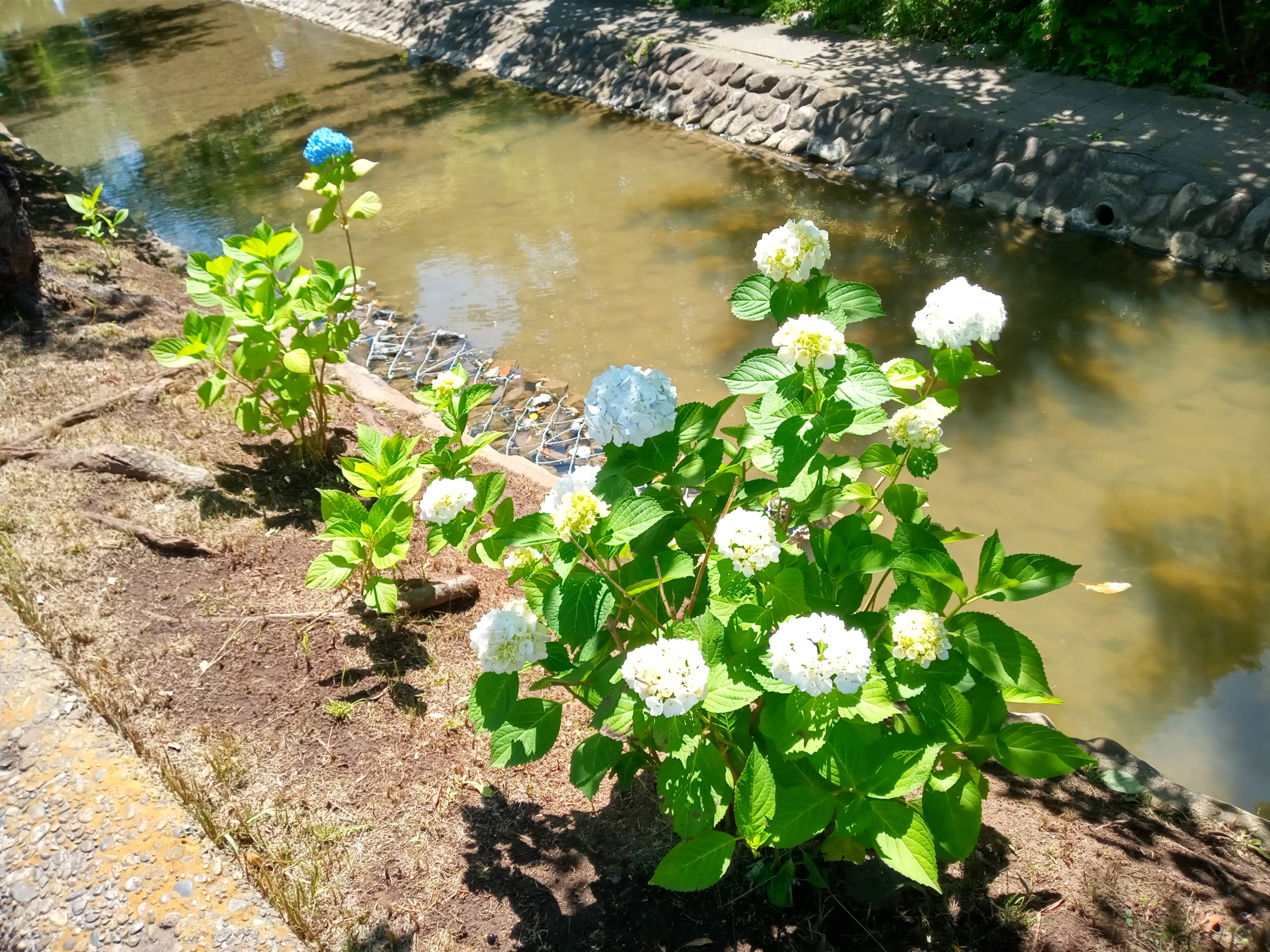令和５年古川親水公園に咲く紫陽花の花３