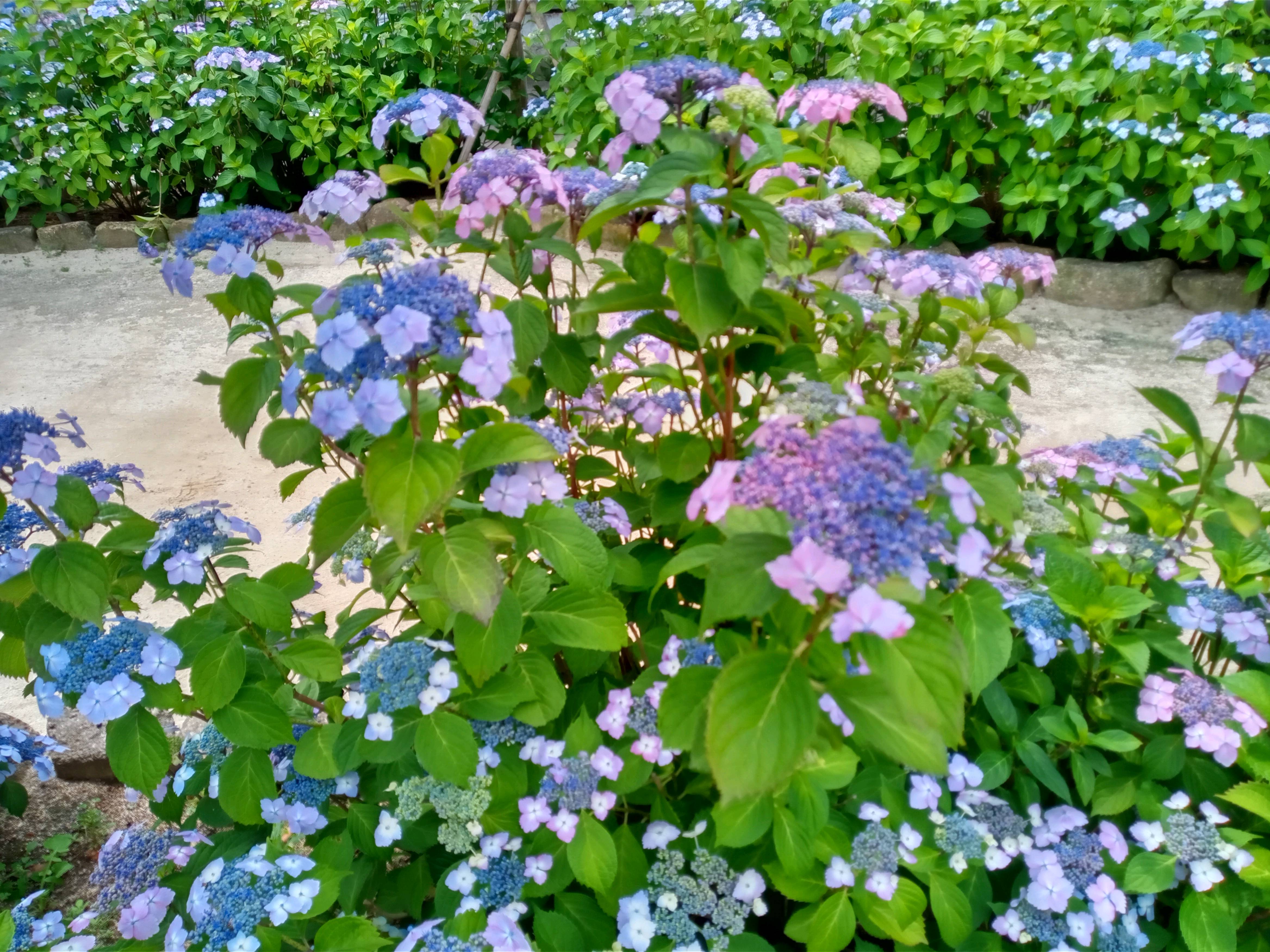 令和５年古川親水公園に咲く紫陽花の花４