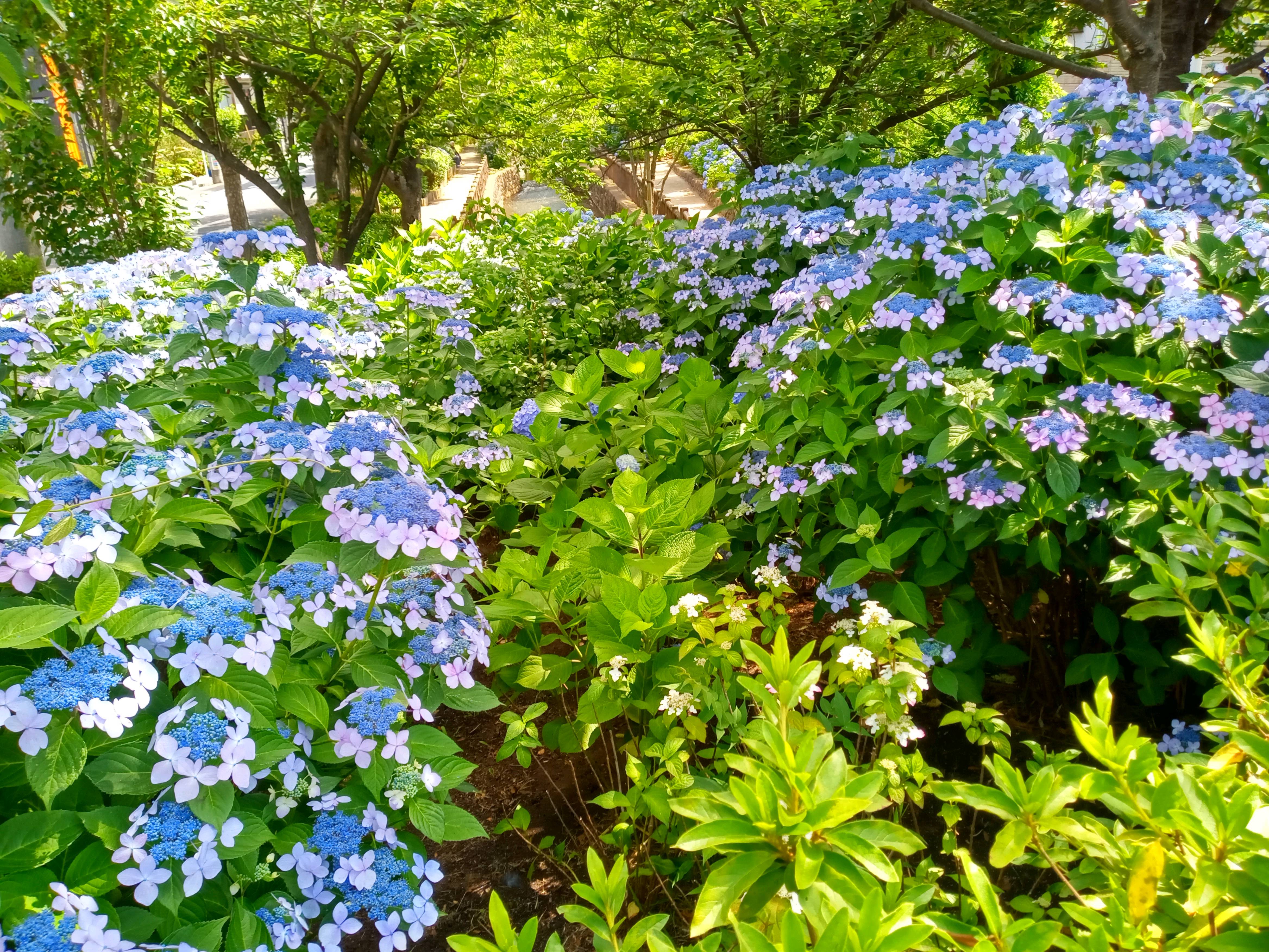令和５年古川親水公園に咲く見頃の紫陽花２