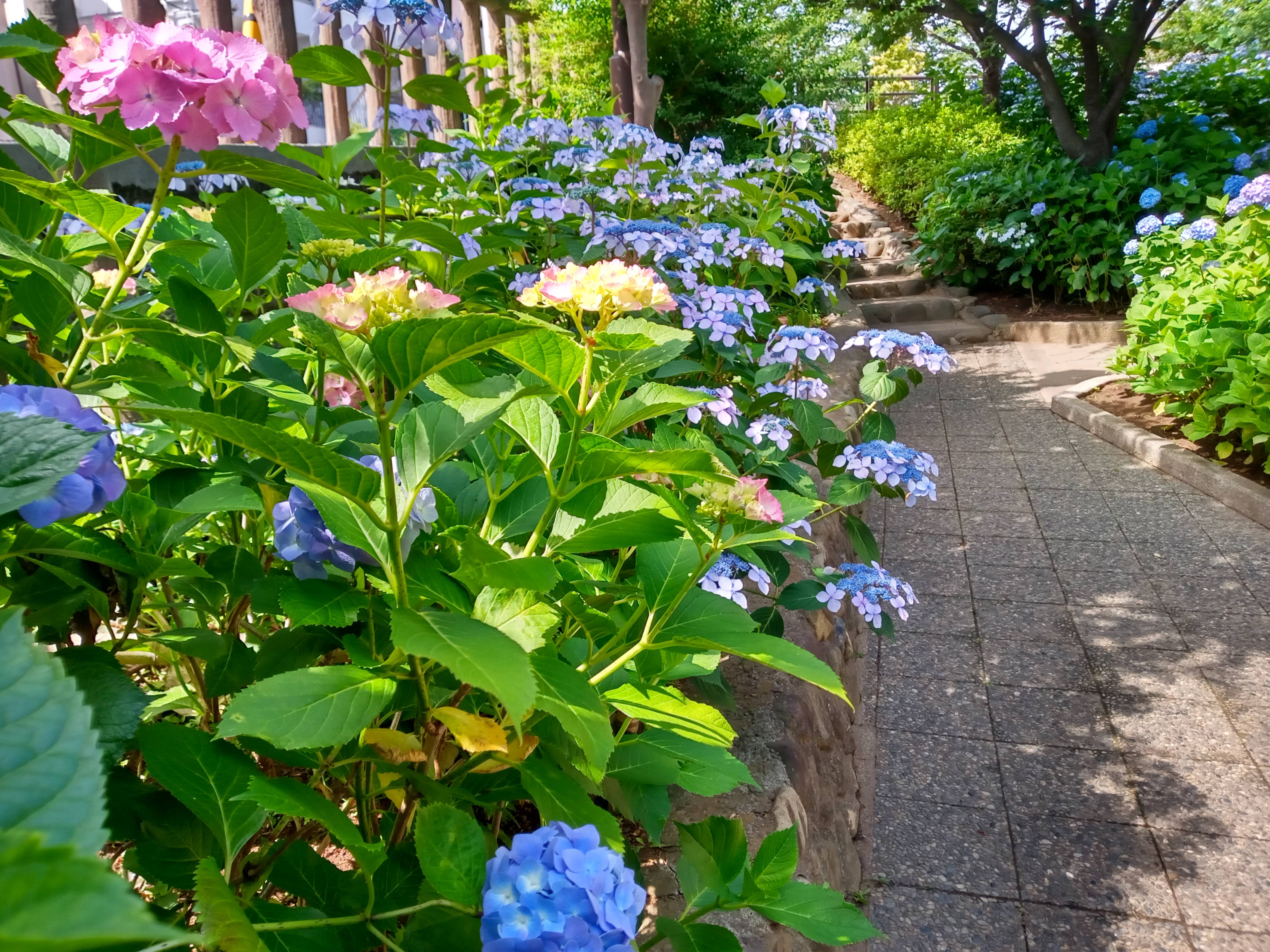 令和５年古川親水公園に咲く見頃の紫陽花３