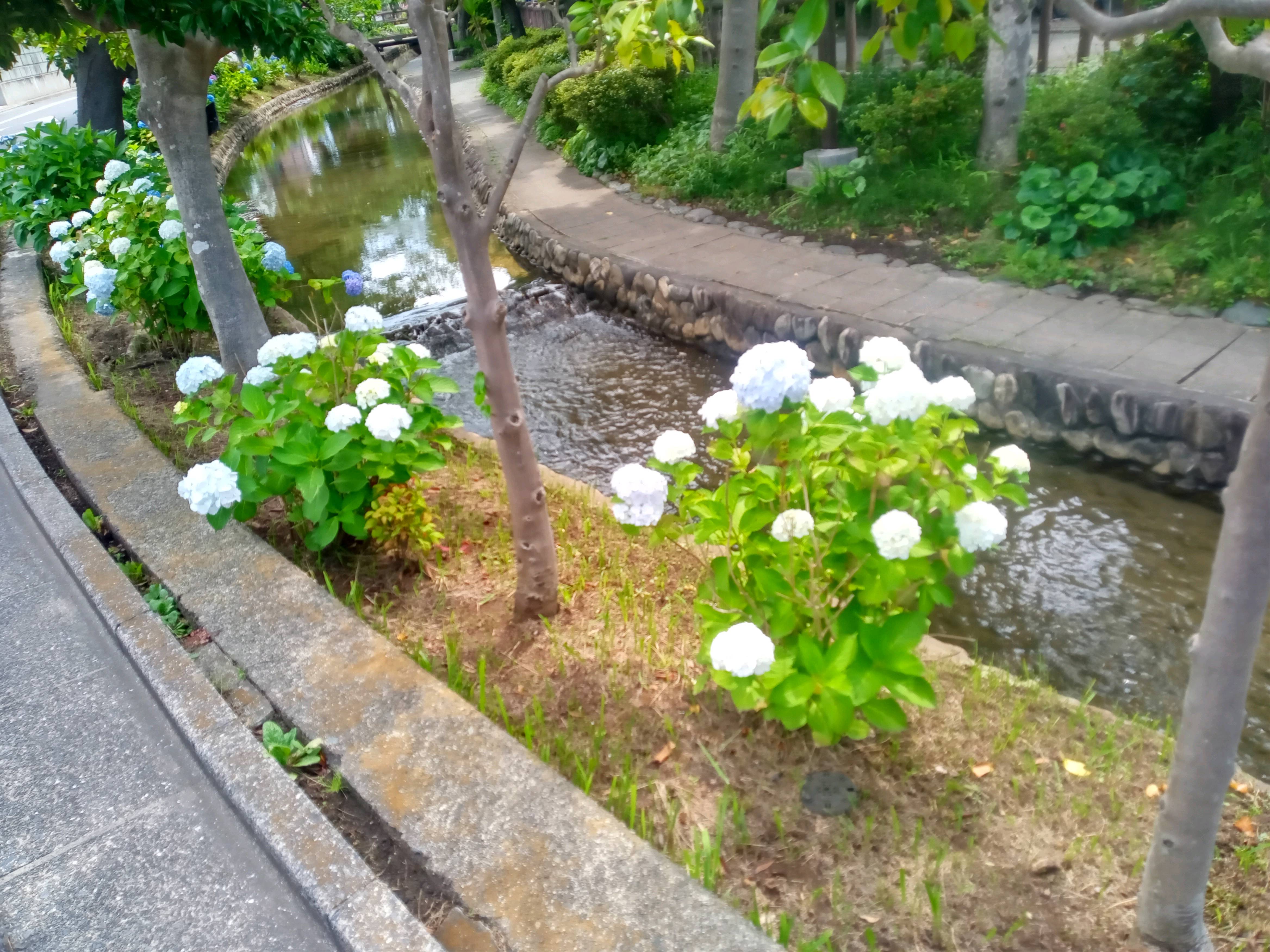 令和５年古川親水公園に咲く見頃の紫陽花４
