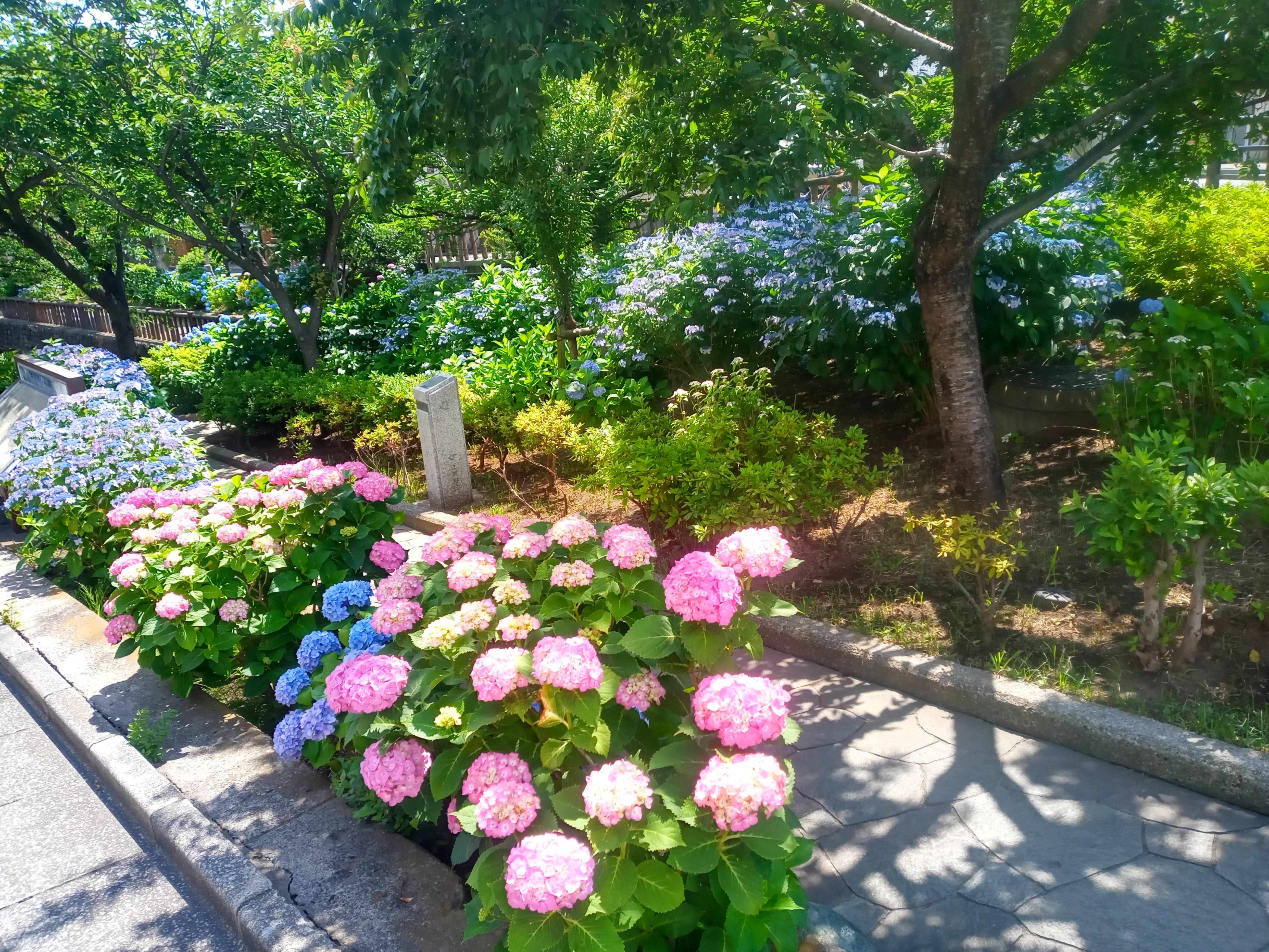 令和５年古川親水公園に咲く見頃の紫陽花１