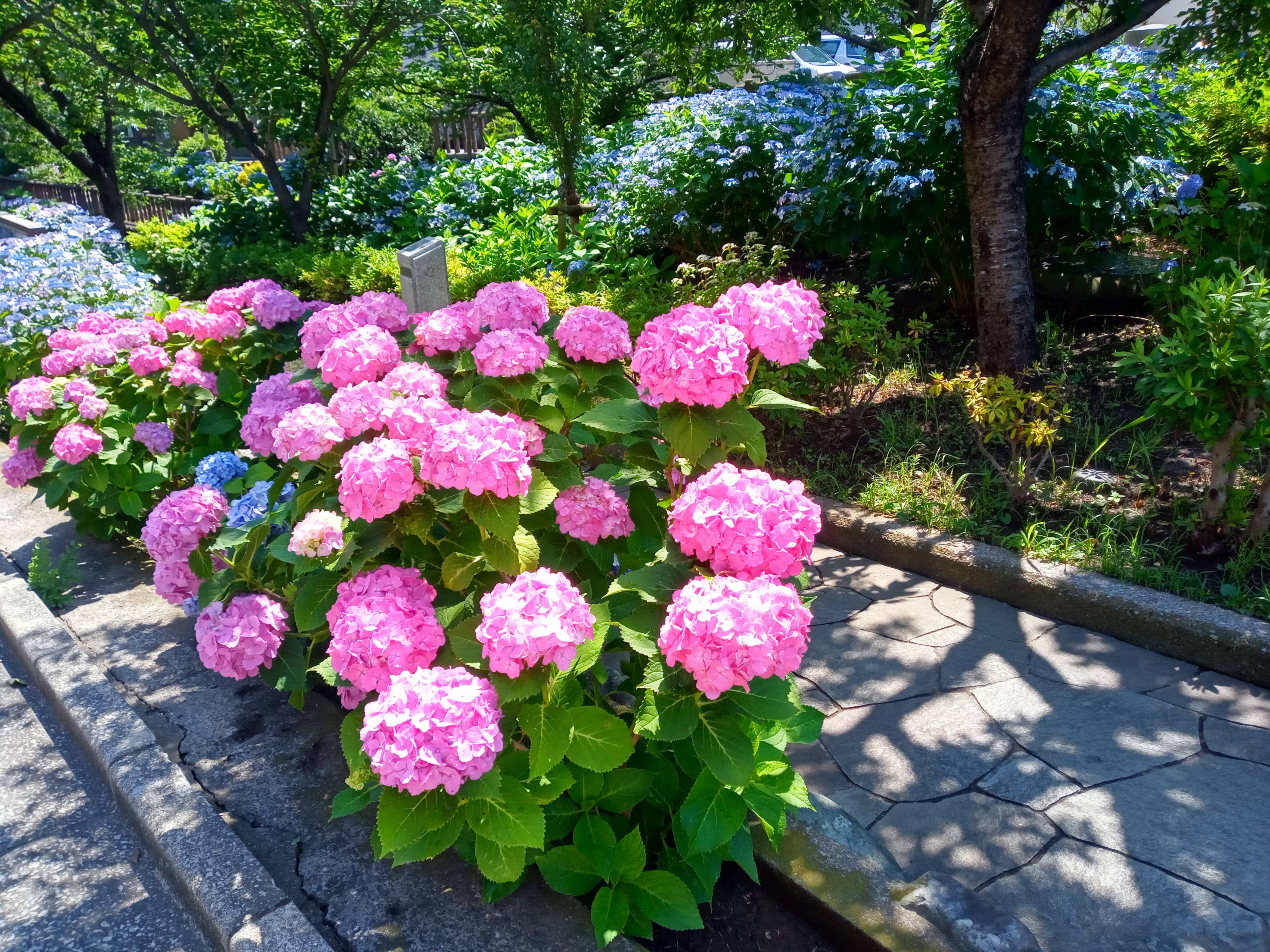 令和５年古川親水公園に咲あじさいの花１