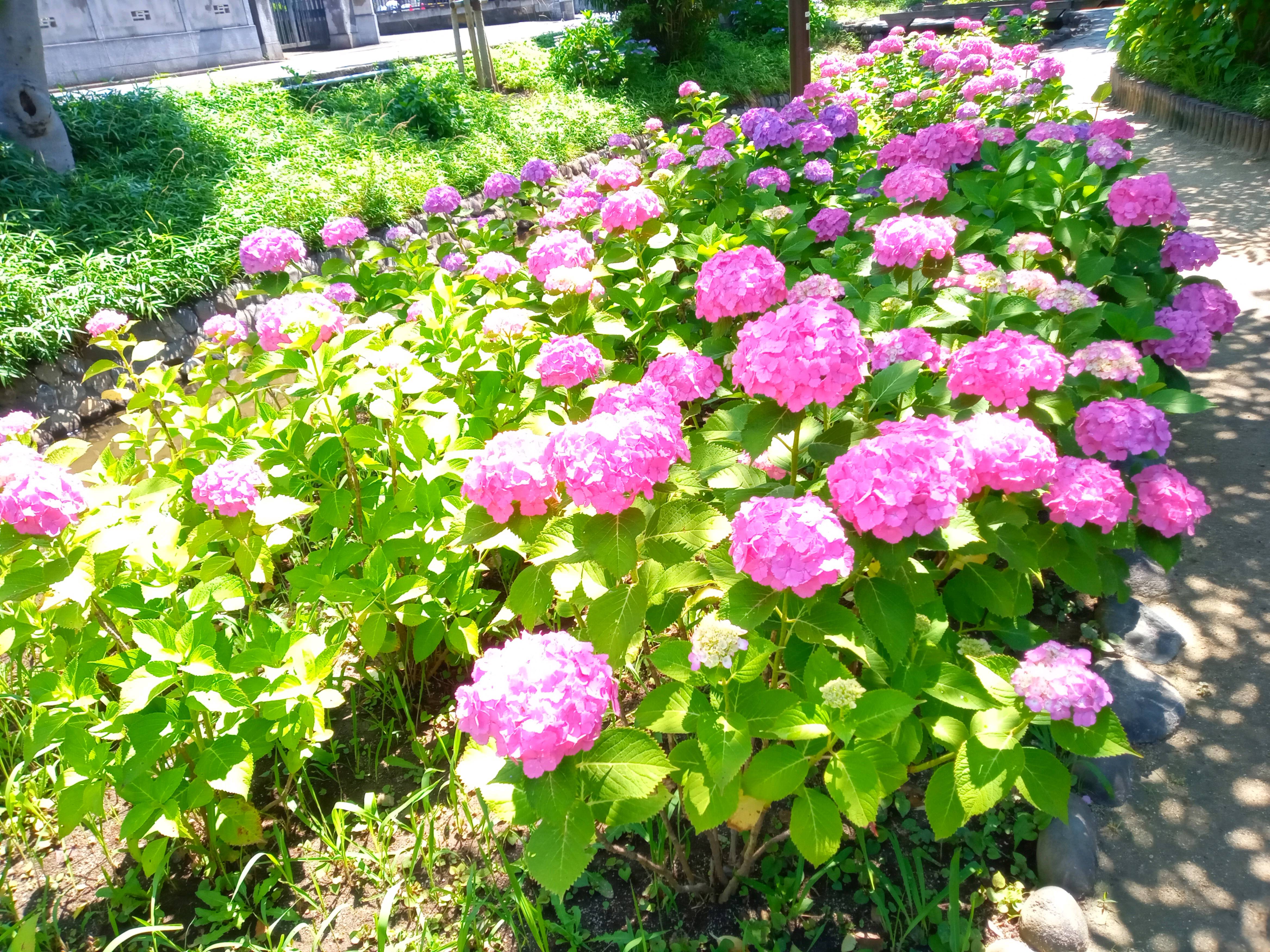 令和５年古川親水公園に咲あじさいの花２