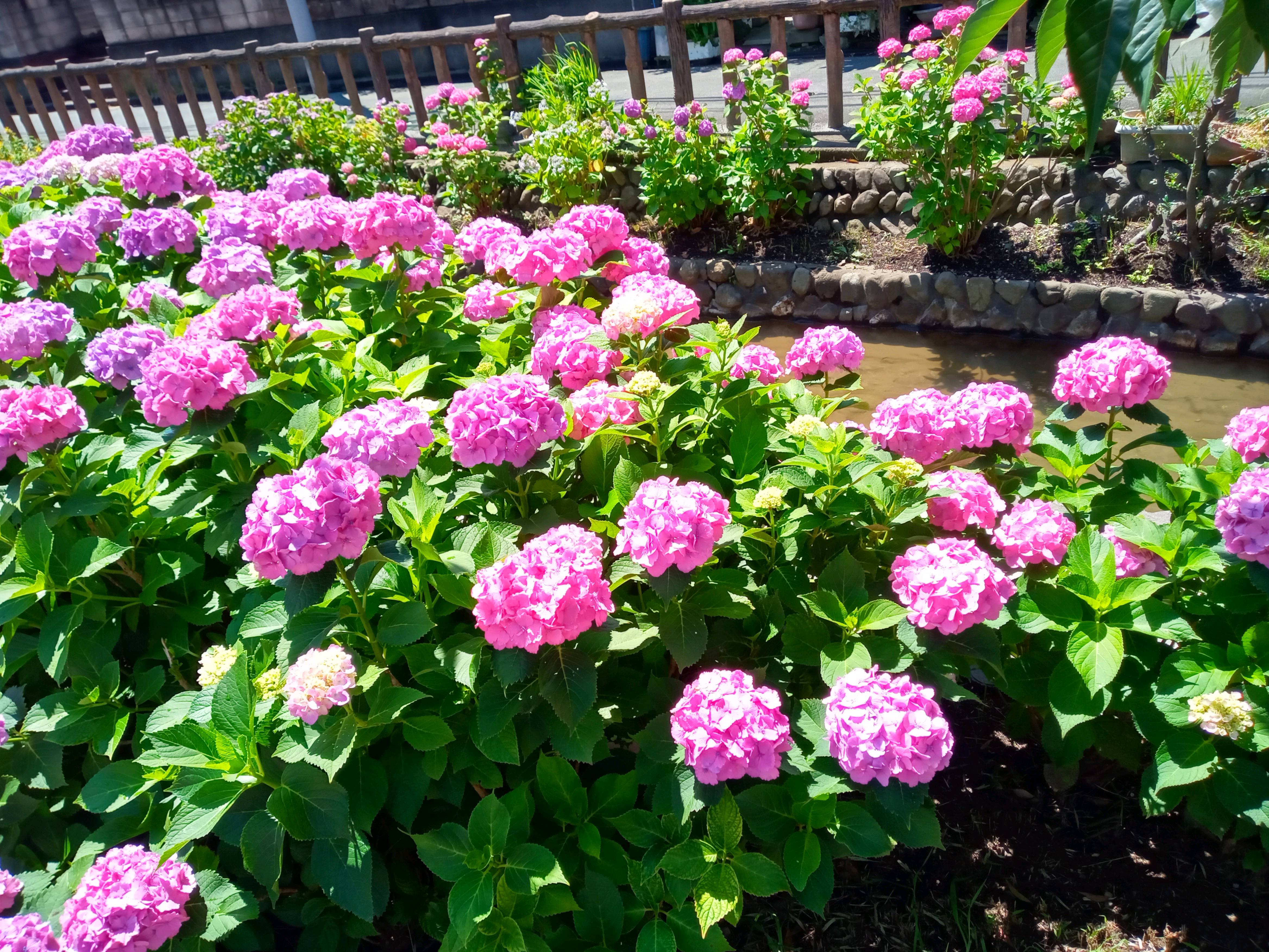 令和５年古川親水公園に咲あじさいの花４