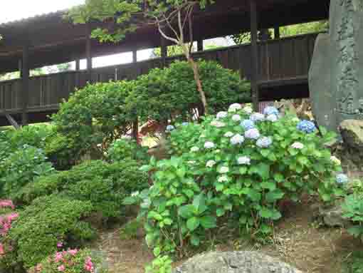 ajisai flowers blooming in Hokekyoji