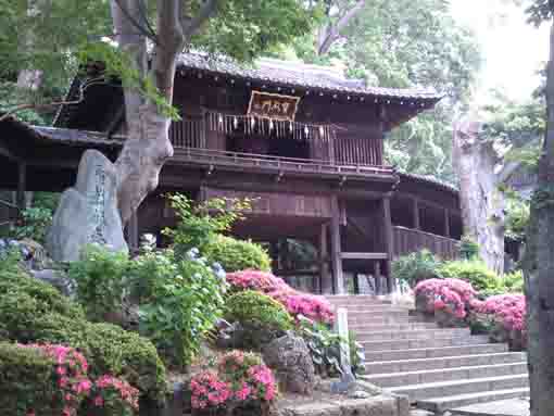 Hokekyoji Hodenmon and ajisai flowers