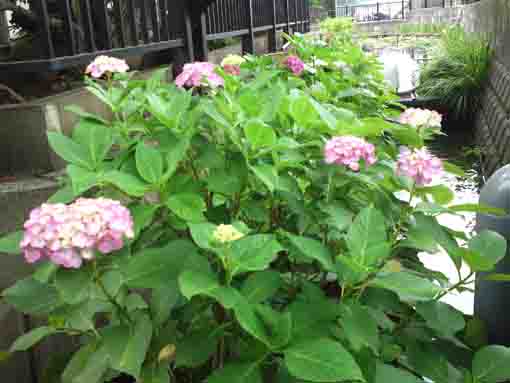 ajisai flowers near Hachidai Ryuodo