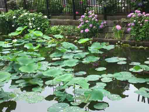 ajisai flowers beside the pond in Hokekyoji