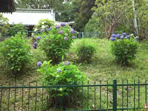 ajisai flowers and Hokkedo in Hokekyoji