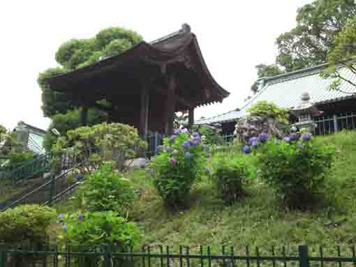 ajisai flower and Yonkyakumon in Hokekyoji
