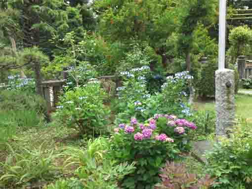 ajisai flowers in front of Satsudo