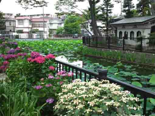 ajisai flowers blooming beside a pond