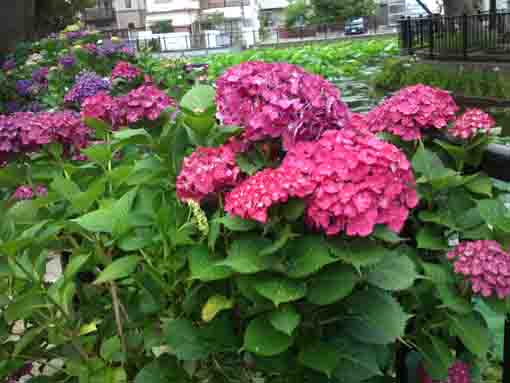 red ajisai flower near the pond